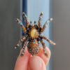 Retro Opal Spider Brooch